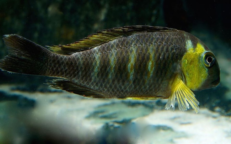 Tropheus sp. 'lukuga' Kabimba